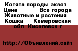 Котята породы экзот › Цена ­ 7 000 - Все города Животные и растения » Кошки   . Кемеровская обл.,Киселевск г.